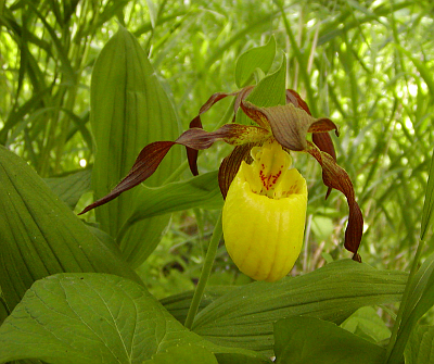 CYPRIPEDIUM PUBESCENS